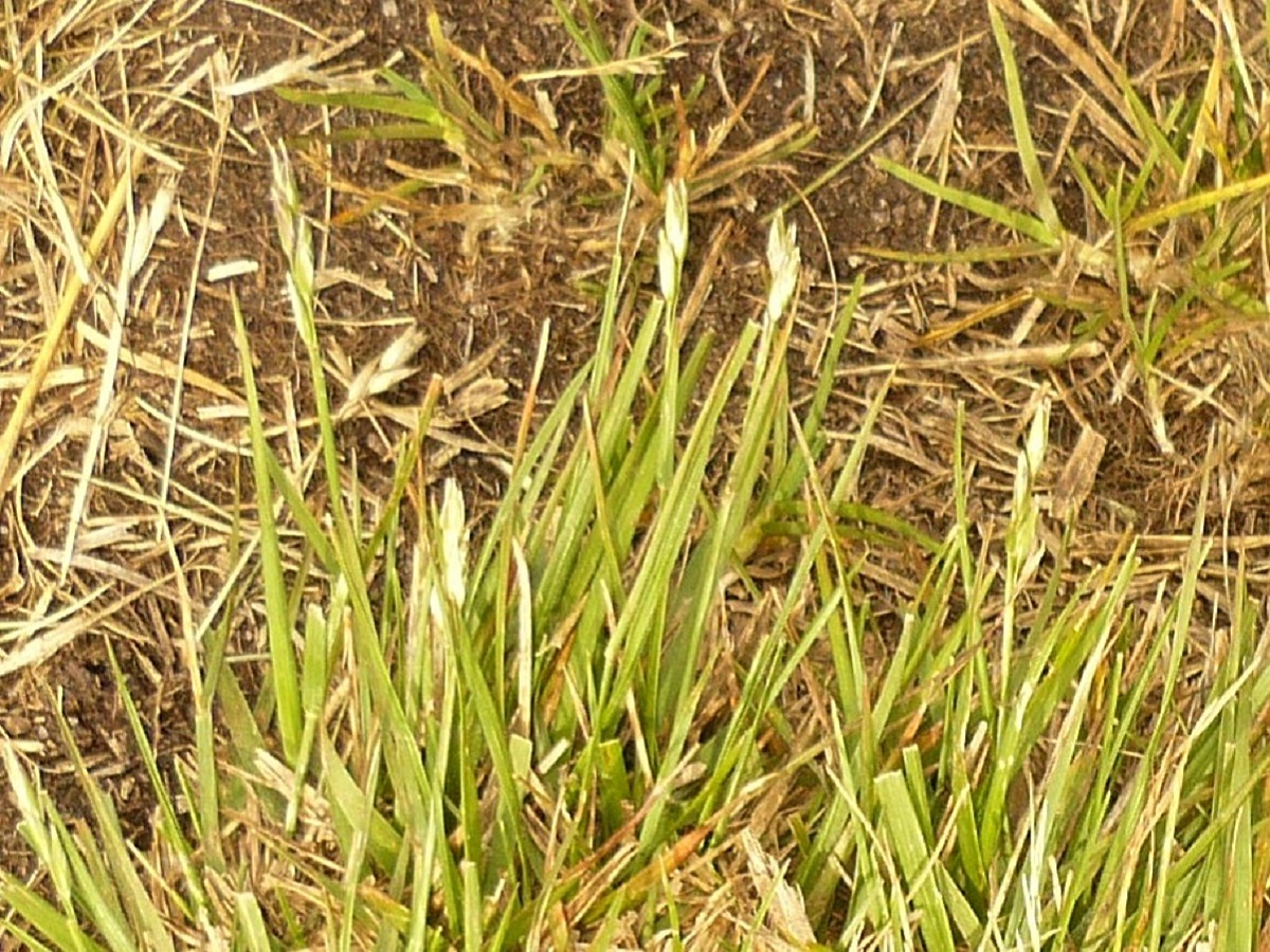 Danthonia decumbens subsp. decumbens (Poaceae)